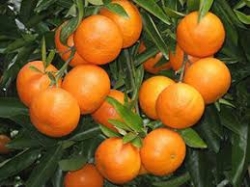 63-فروش باغ مرکبات ساری